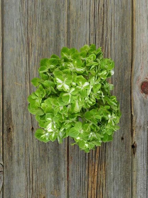 SHAMROCK BI-COLOR GREEN/WHITE HYDRANGEA